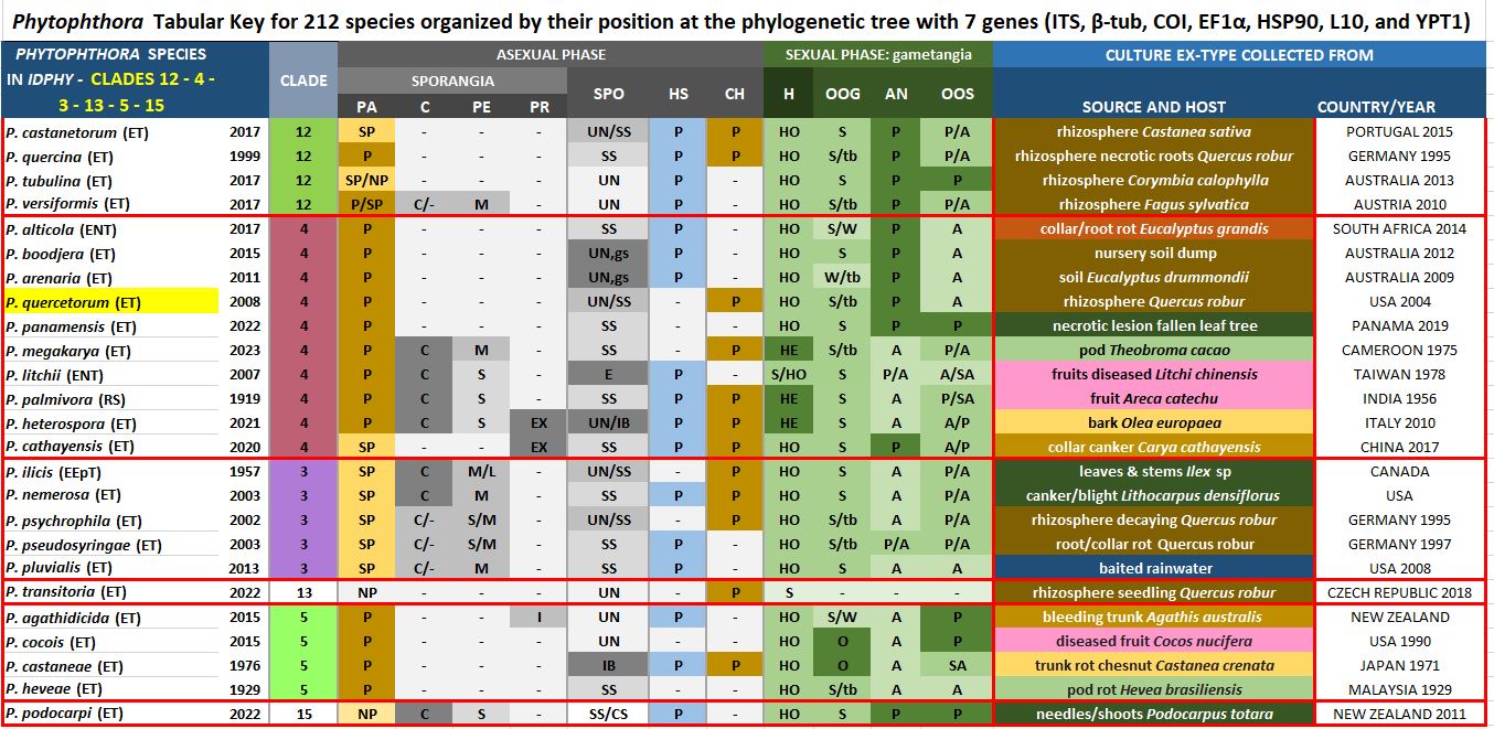    Phytophthora  spp. in Clade 4:  Morphological Tabular key (PDF) and Tabular key legends (PDF) in IDphy2 KEY SECTION. Notice the data of   P. quercetorum  Ex-type CBS 121119 = Samp;T BL 52G . Gloria Abad, USDA Samp;T.

